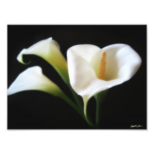Elegant Calla Lily Flowers 9 Print Foto Afdruk