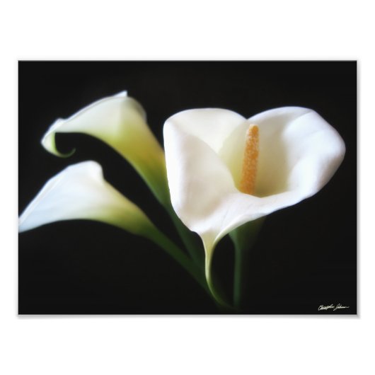 Elegant Calla Lily Flowers 9 Print Foto Afdruk (Voorkant)