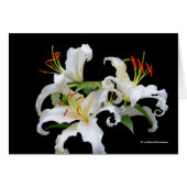 Elegant Casablanca White Oriental Lilies (Voorkant Horizontaal)