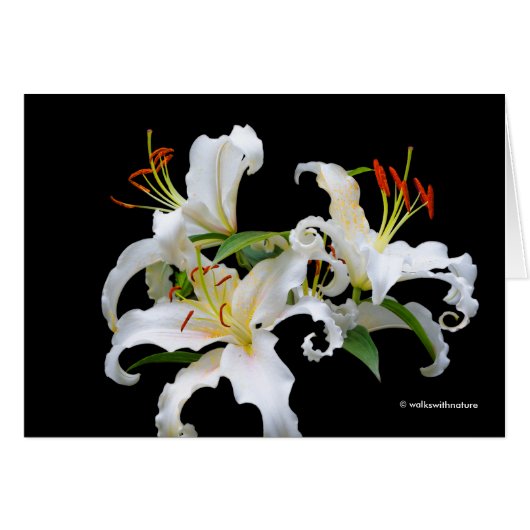 Elegant Casablanca White Oriental Lilies (Voorkant Horizontaal)