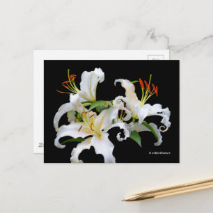 Elegant Casablanca White Oriental Lilies Briefkaart