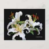 Elegant Casablanca White Oriental Lilies Briefkaart (Voorkant)