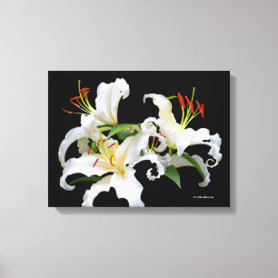Elegant Casablanca White Oriental Lilies Canvas Afdruk