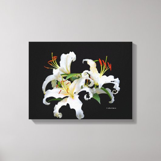 Elegant Casablanca White Oriental Lilies Canvas Afdruk (Voorkant)