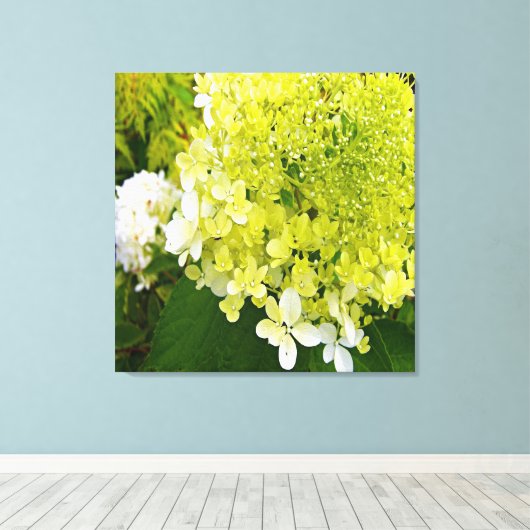 Elegant Chartreuse Green Limelight Hydrangea Canvas Afdruk (Insitu (Houten vloer))