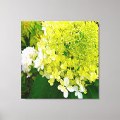Elegant Chartreuse Green Limelight Hydrangea Canvas Afdruk (Voorkant)