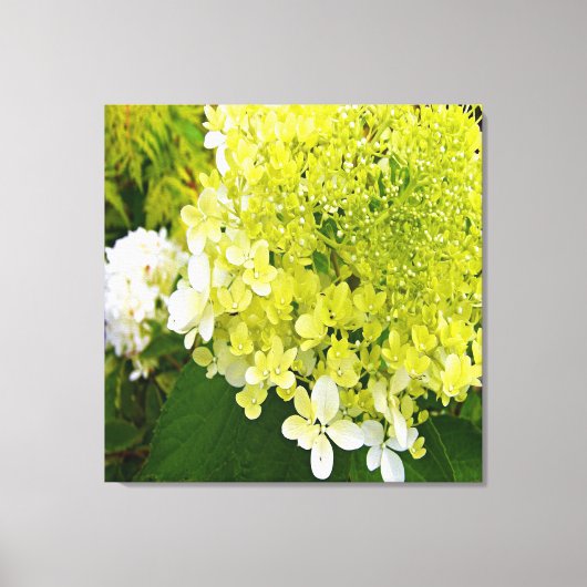 Elegant Chartreuse Green Limelight Hydrangea Canvas Afdruk (Voorkant)