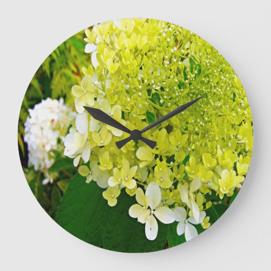 Elegant Chartreuse Green Limelight Hydrangea Grote Klok (Voorkant)