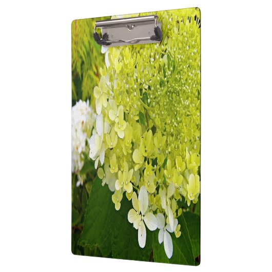 Elegant Chartreuse Green Limelight Hydrangea Klembord (Links)