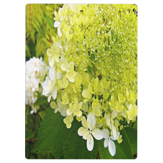 Elegant Chartreuse Green Limelight Hydrangea Klembord (Achterkant)