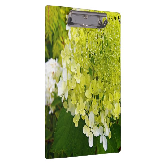 Elegant Chartreuse Green Limelight Hydrangea Klembord (Rechts)