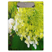 Elegant Chartreuse Green Limelight Hydrangea Klembord (Voorkant)