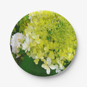 Elegant Chartreuse Green Limelight Hydrangea Papieren Bordje (Voorkant)