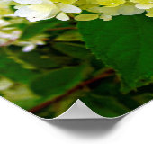 Elegant Chartreuse Green Limelight Hydrangea Poster (Hoek)