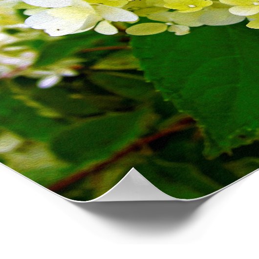 Elegant Chartreuse Green Limelight Hydrangea Poster (Hoek)