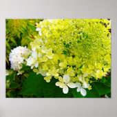 Elegant Chartreuse Green Limelight Hydrangea Poster (Voorkant)
