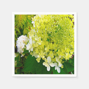 Elegant Chartreuse Green Limelight Hydrangea Servet