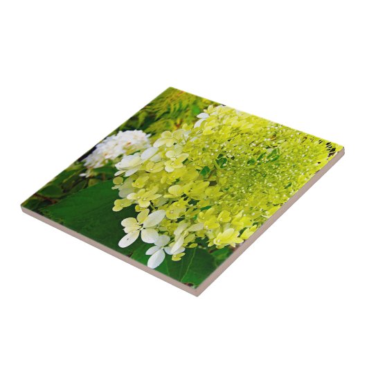 Elegant Chartreuse Green Limelight Hydrangea Tegeltje (Zijkant)