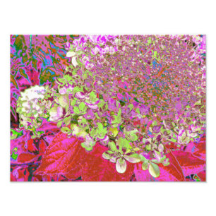 Elegant Chartreuse Green, Pink and Blue Hydrangea Foto Afdruk