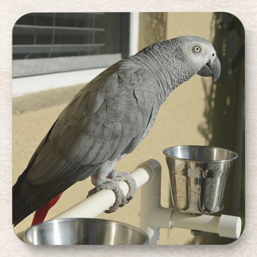 Elegant Congo African Grey Parrot op standaard Bier Onderzetter (Voorkant)