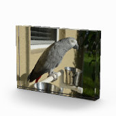 Elegant Congo African Grey Parrot op standaard Fotoblokken (Rechts)