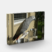 Elegant Congo African Grey Parrot op standaard Fotoblokken (Links)
