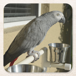 Elegant Congo African Grey Parrot op standaard Kartonnen Onderzetters