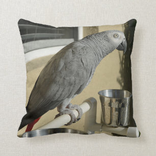 Elegant Congo African Grey Parrot op standaard Kussen