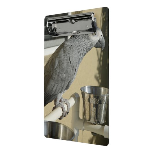 Elegant Congo African Grey Parrot op standaard Mini Klembord (Angled2)