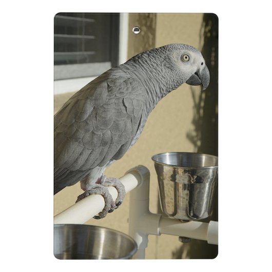 Elegant Congo African Grey Parrot op standaard Mini Klembord (Achterkant)