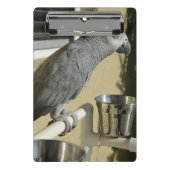 Elegant Congo African Grey Parrot op standaard Mini Klembord (Voorkant)