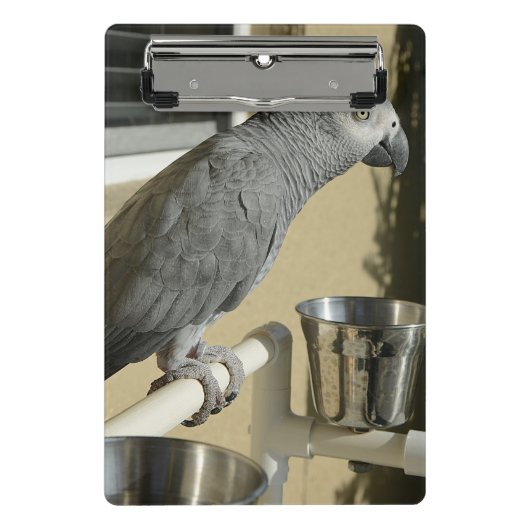 Elegant Congo African Grey Parrot op standaard Mini Klembord (Voorkant)