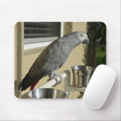 Elegant Congo African Grey Parrot op standaard Muismat (Met muis)