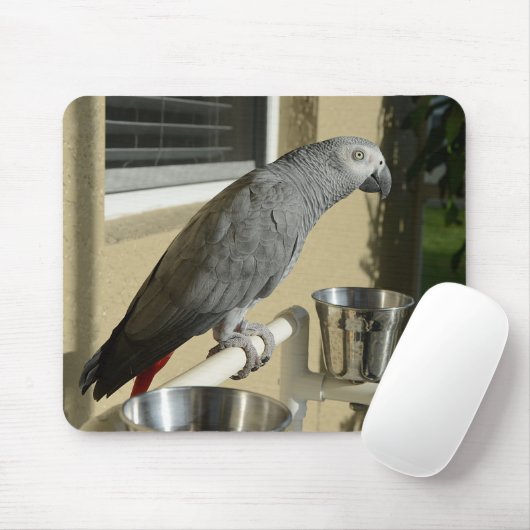 Elegant Congo African Grey Parrot op standaard Muismat (Met muis)
