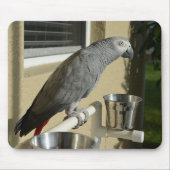 Elegant Congo African Grey Parrot op standaard Muismat (Voorkant)