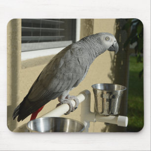 Elegant Congo African Grey Parrot op standaard Muismat