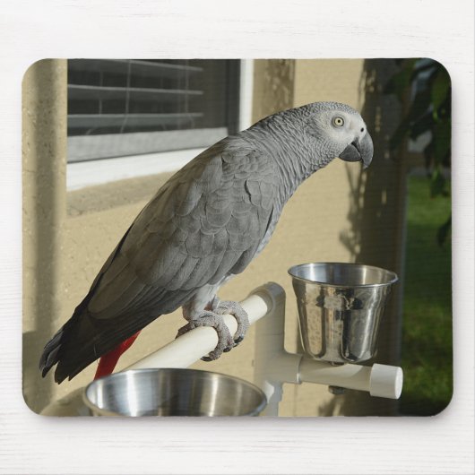 Elegant Congo African Grey Parrot op standaard Muismat (Voorkant)