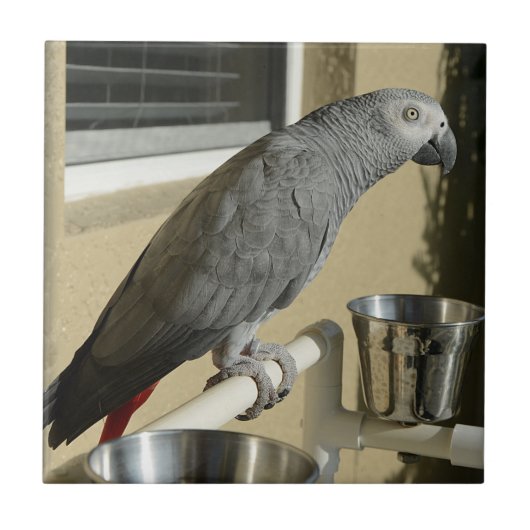 Elegant Congo African Grey Parrot op standaard Tegeltje (Voorkant)