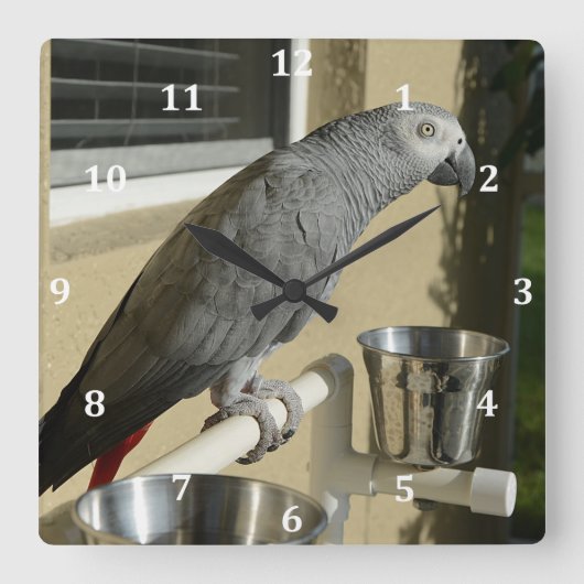 Elegant Congo African Grey Parrot op standaard Vierkante Klok (Voorkant)