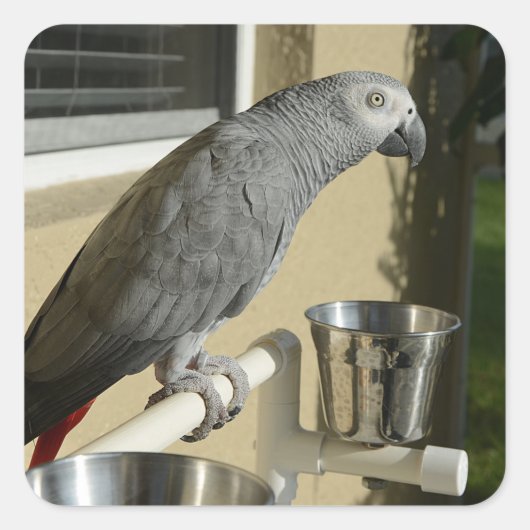 Elegant Congo African Grey Parrot op standaard Vierkante Sticker (Voorkant)