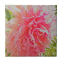 Elegant Coral and Pink Decorative Dahlia