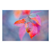 Elegant Cotonou Leasters Foto Afdruk (Voorkant)