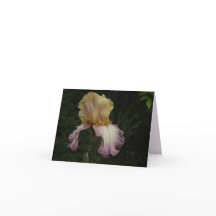 Elegant Cream Paars Iris Floral Foto