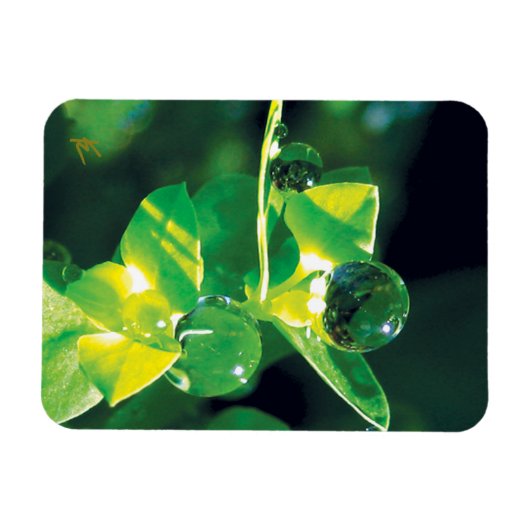 Elegant Dew Drops on Green Leaves Magneet (Horizontaal)