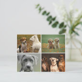 ELEGANT DOGS POSTCARD BRIEFKAART (Staand voorkant)