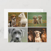 ELEGANT DOGS POSTCARD BRIEFKAART (Voorkant / Achterkant)