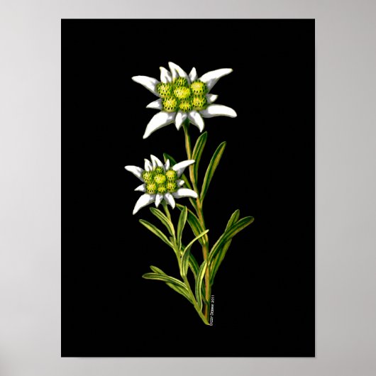 Elegant Edelweiss-tekenafdrukken Poster (Voorkant)