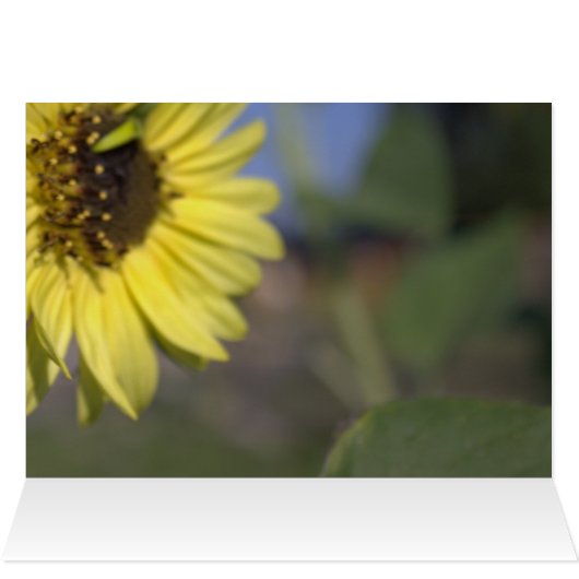 Elegant, felle zonnebloem met zonnebloem (Binnen Horizontaal (Boven))