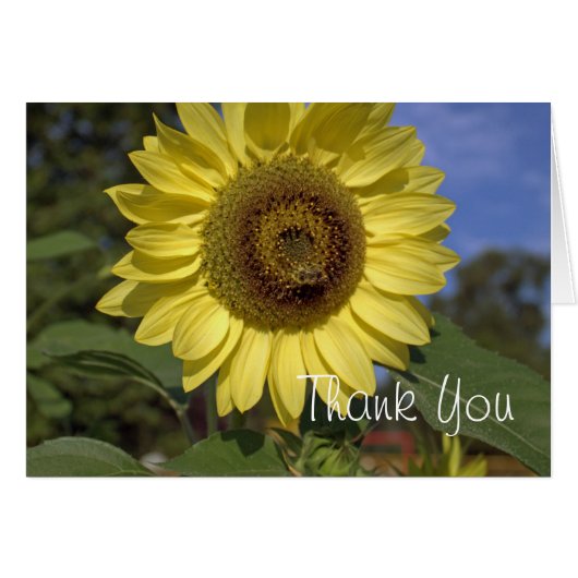 Elegant, felle zonnebloem met zonnebloem (Voorkant Horizontaal)