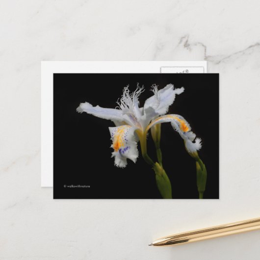 Elegant Floral Crested Iris Shaga Briefkaart (Voorkant / Achterkant in situ)